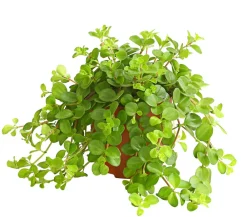 Dehner Peperomie - Peperomia rotundifolia Hellgrün Sale