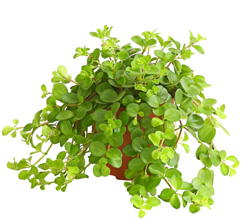 Dehner Peperomie - Peperomia rotundifolia Hellgrün Sale