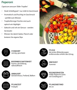 Dehner Peperoni- & Paprikapflanzen > Peperoni 'Edler Tropfen', verschiedene Farben
