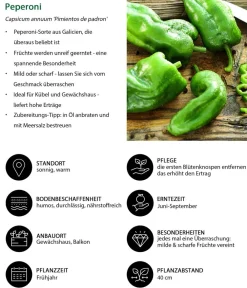 Dehner Peperoni- & Paprikapflanzen - Peperoni 'Pimientos de padron' Grün