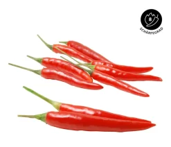 Dehner Peperoni- & Paprikapflanzen - Peperoni 'Piri Piri' Rot