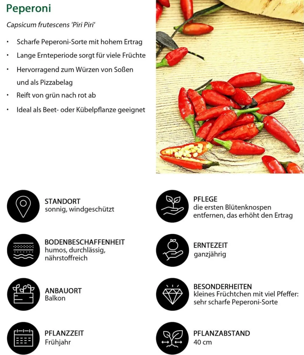 Dehner Peperoni- & Paprikapflanzen - Peperoni 'Piri Piri' Rot