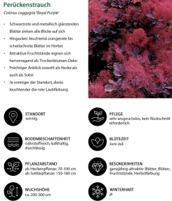 Dehner Laubgehölze|Blühende Sträucher - Perückenstrauch 'Royal Purple' Dunkelrot