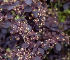 Dehner Laubgehölze|Blühende Sträucher > Perückenstrauch 'Royal Purple'