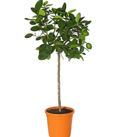 Dehner Persische Limette 'Lima Verde' Lemon Hot