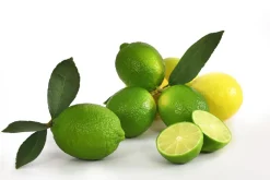 Dehner Persische Limette 'Lima Verde' Lemon Hot