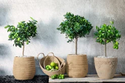 Dehner Persische Limette 'Lima Verde' Lemon Hot