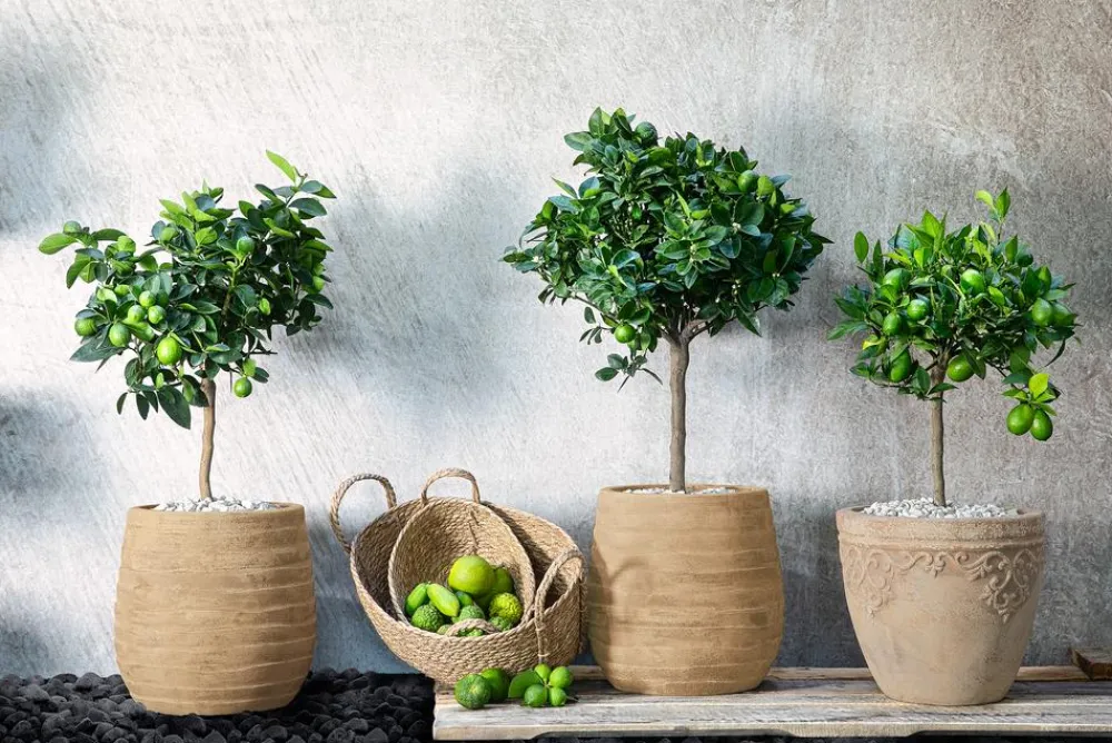 Dehner Persische Limette 'Lima Verde' Lemon Hot