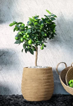 Dehner Zitruspflanzen|Terrassenpflanzen - Persische Limette 'Lima Verde' Lemon
