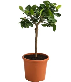 Dehner Zitruspflanzen|Terrassenpflanzen - Persische Limette 'Lima Verde' Lemon