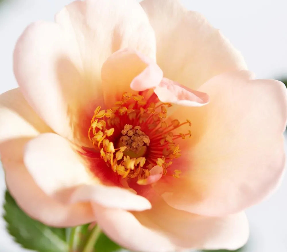 Dehner Persische Rosen, verschiedene Farben Hot