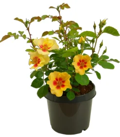 Dehner Persische Rosen, verschiedene Farben Hot
