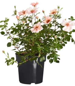 Dehner Persische Rosen, verschiedene Farben Hot