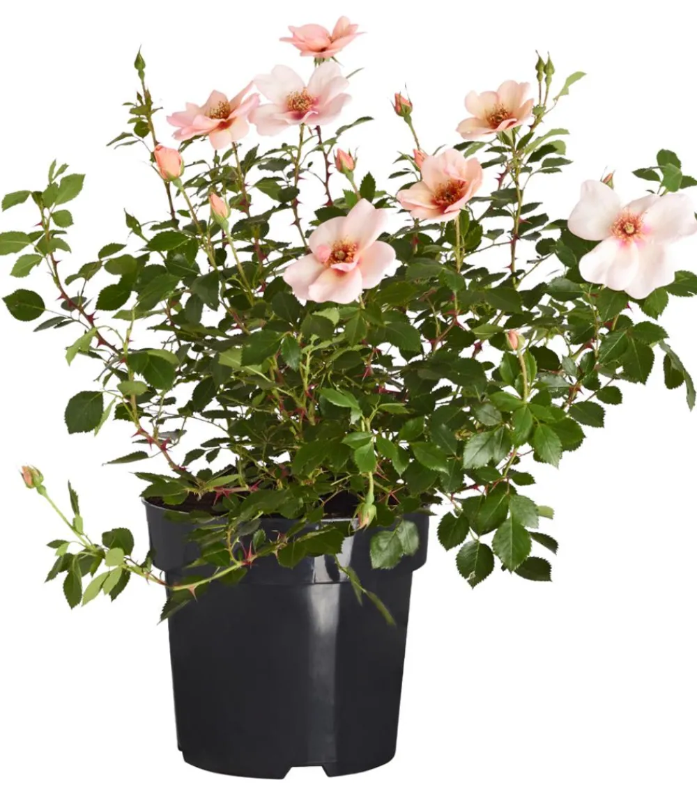 Dehner Persische Rosen, verschiedene Farben Hot