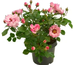 Dehner Persische Rosen, verschiedene Farben Hot
