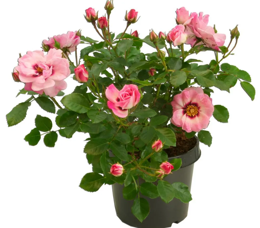 Dehner Persische Rosen, verschiedene Farben Hot