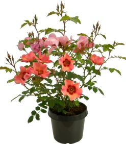 Dehner Persische Rosen, verschiedene Farben Hot