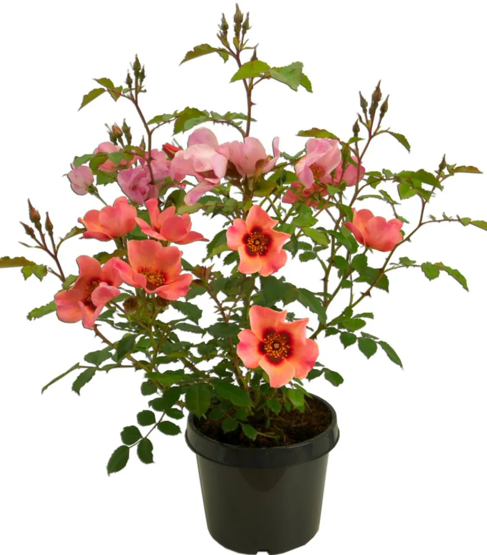 Dehner Persische Rosen, verschiedene Farben Hot