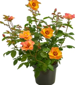 Dehner Persische Rosen, verschiedene Farben Hot
