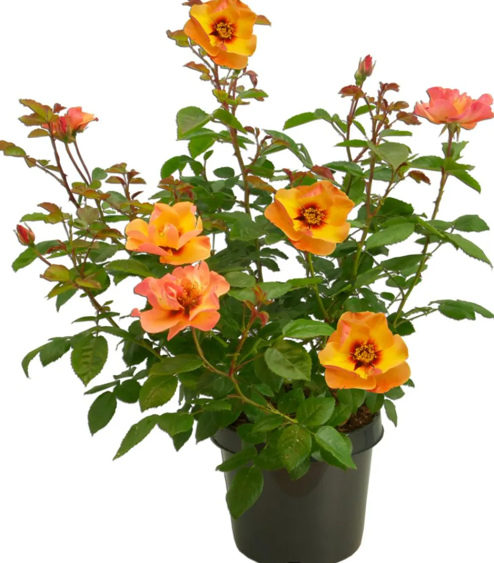 Dehner Persische Rosen, verschiedene Farben Hot