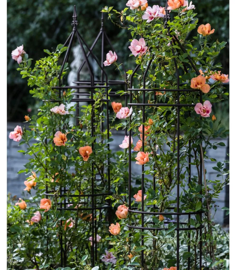 Dehner Persische Rosen, verschiedene Farben Hot