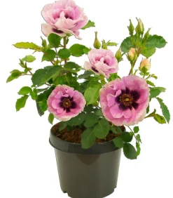 Dehner Persische Rosen, verschiedene Farben Hot