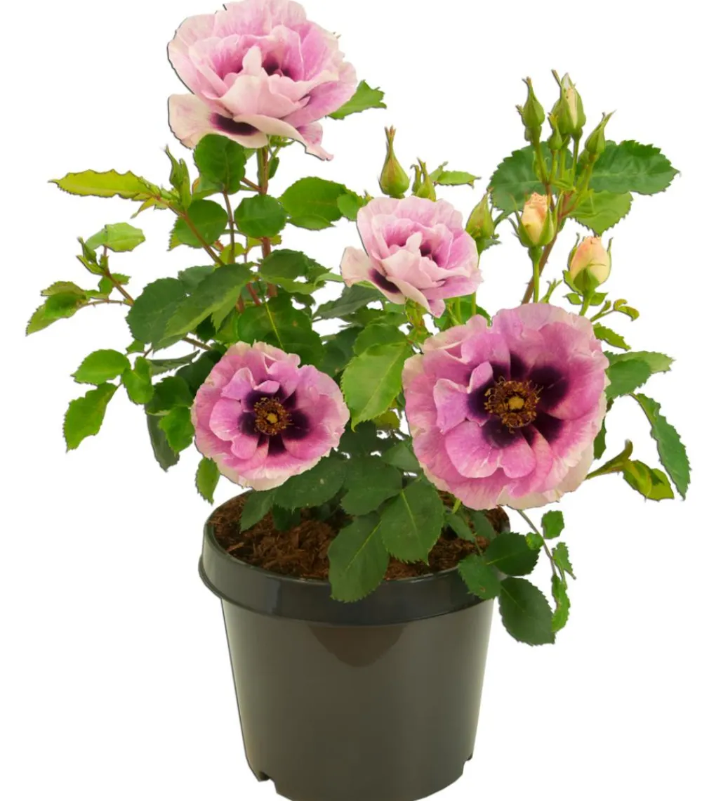 Dehner Persische Rosen, verschiedene Farben Hot