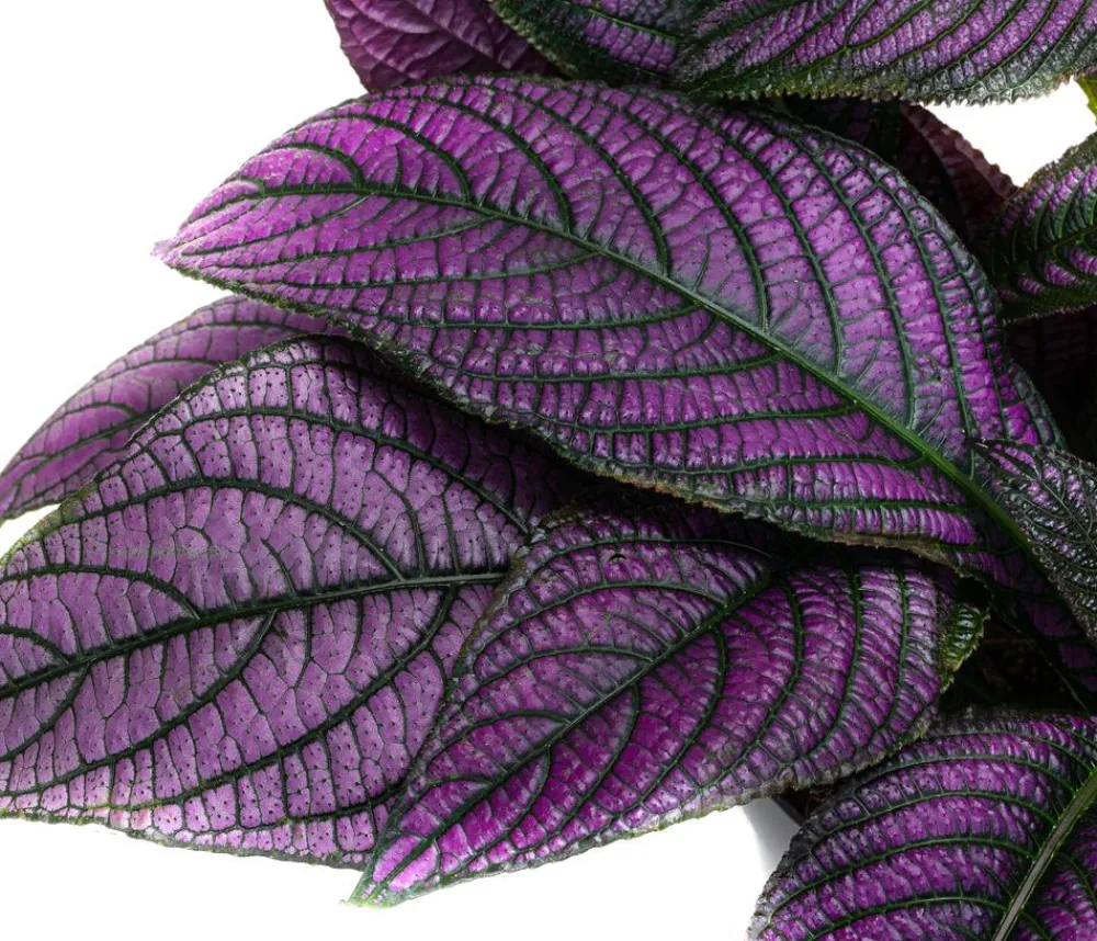 Dehner Raritäten|Grünpflanzen > Persische Schildpflanze - Strobilanthes dyeriana 'Persian Shield'