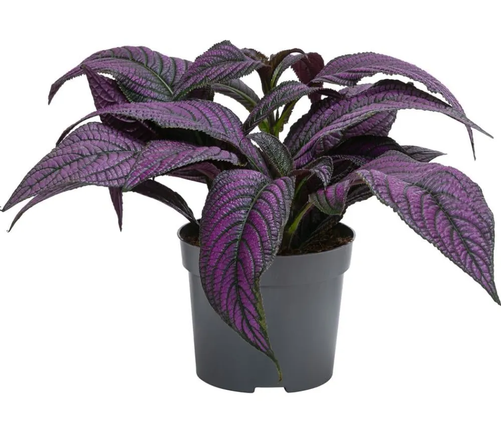 Dehner Raritäten|Grünpflanzen > Persische Schildpflanze - Strobilanthes dyeriana 'Persian Shield'