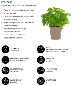 Dehner Garten- & Heilkräuter|Küchenkräuter > Petersilie 'Mooskrause'