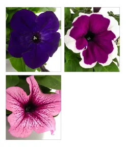 Dehner Petunien|Sommerblumen - Petunie, aufrecht, verschiedene Farben
