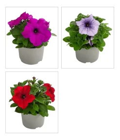 Dehner Petunien|Sommerblumen - Petunie, aufrecht, verschiedene Farben