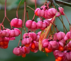 Dehner Natura Premium Pfaffenhütchen Pink Outlet