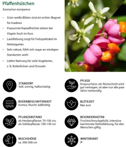 Dehner Natura Premium Pfaffenhütchen Pink Outlet