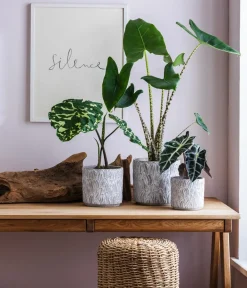Dehner Calathea & Alocasia|Grünpflanzen > Pfeilblatt - Alocasia amazonica 'Polly'
