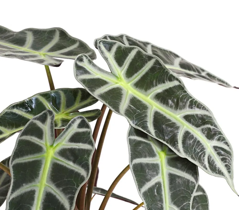 Dehner Calathea & Alocasia|Grünpflanzen > Pfeilblatt - Alocasia amazonica 'Polly'