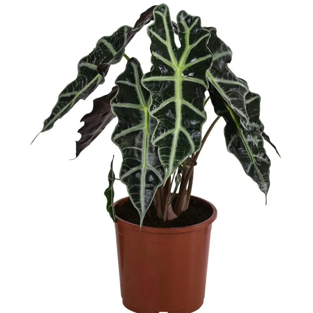 Dehner Pfeilblatt - Alocasia amazonica 'Polly' Dunkelgrün Hot