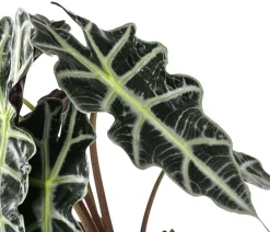 Dehner Pfeilblatt - Alocasia amazonica 'Polly' Dunkelgrün Hot
