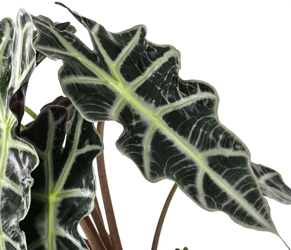 Dehner Pfeilblatt - Alocasia amazonica 'Polly' Dunkelgrün Hot