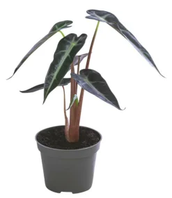 Dehner Calathea & Alocasia|Grünpflanzen - Pfeilblatt - Alocasia amazonica 'Polly' Dunkelgrün