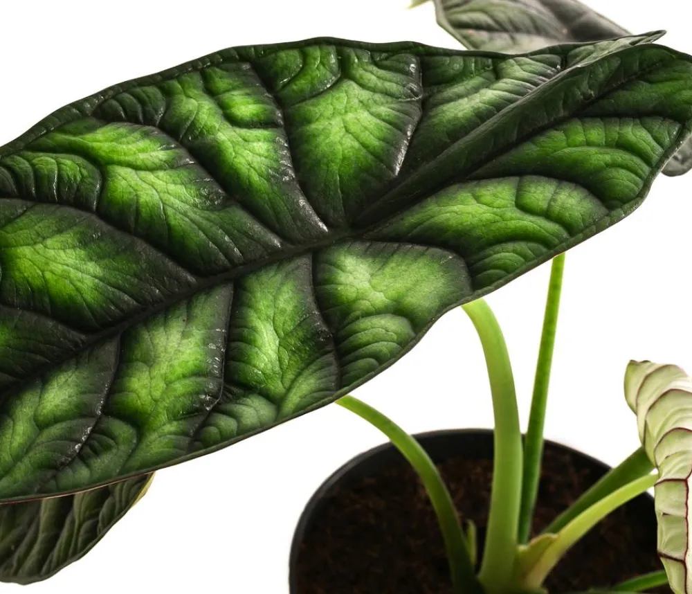 Dehner Calathea & Alocasia|Grünpflanzen - Pfeilblatt - Alocasia baginda 'Dragon Scale'