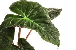 Dehner Calathea & Alocasia|Grünpflanzen > Pfeilblatt - Alocasia baginda 'Pink Dragon'