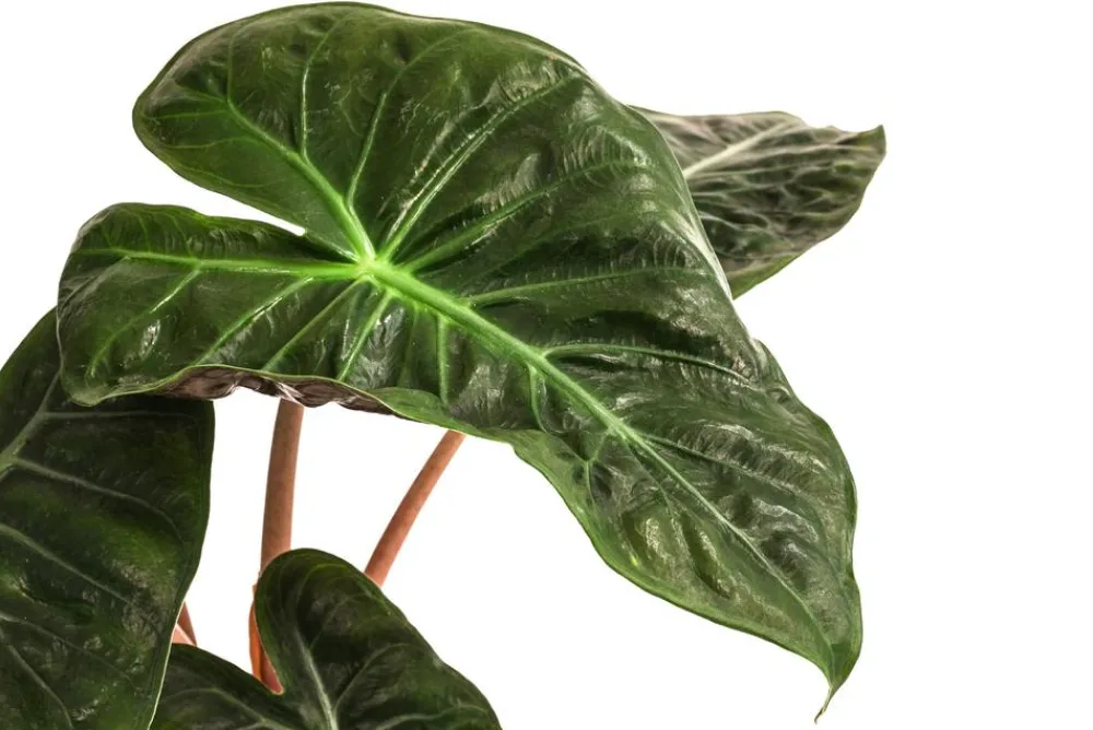 Dehner Calathea & Alocasia|Grünpflanzen > Pfeilblatt - Alocasia baginda 'Pink Dragon'
