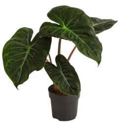 Dehner Calathea & Alocasia|Grünpflanzen > Pfeilblatt - Alocasia baginda 'Pink Dragon'