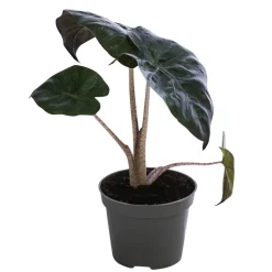 Dehner Calathea & Alocasia|Grünpflanzen > Pfeilblatt - Alocasia baginda 'Pink Dragon'