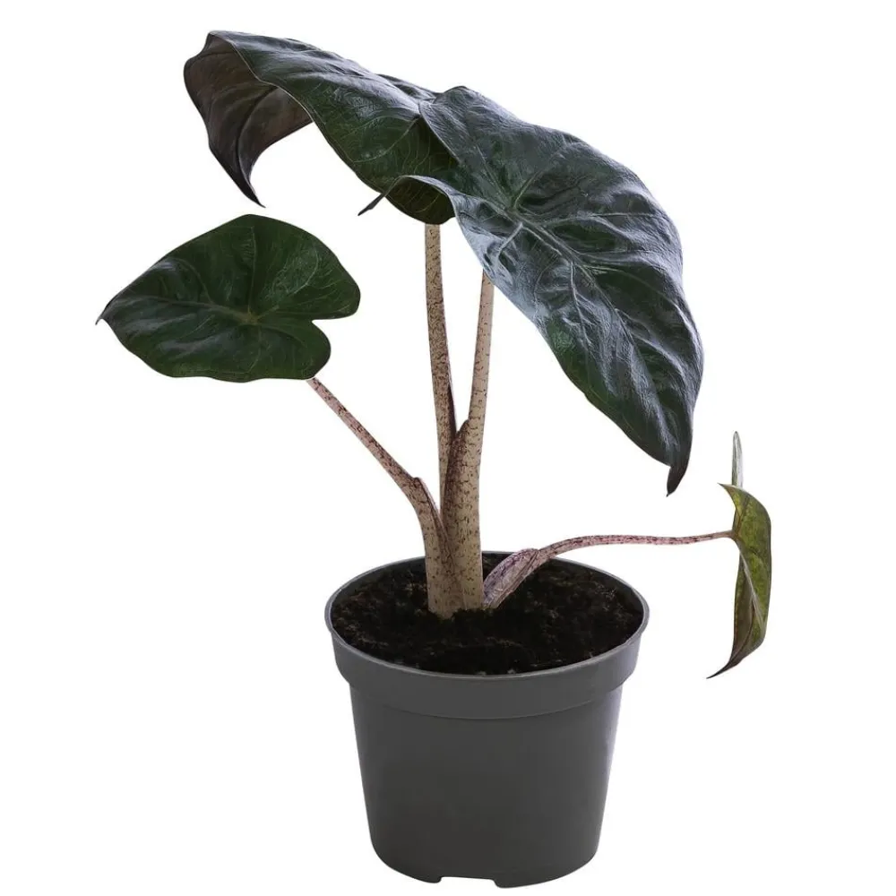 Dehner Calathea & Alocasia|Grünpflanzen > Pfeilblatt - Alocasia baginda 'Pink Dragon'