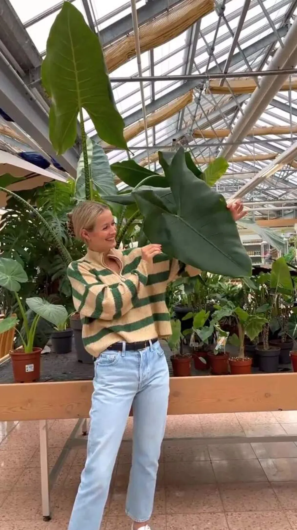 Dehner Calathea & Alocasia|Grünpflanzen > Pfeilblatt - Alocasia baginda 'Pink Dragon'