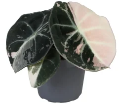 Dehner Pfeilblatt - Alocasia 'Black Velvet Pink' Online