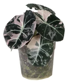 Dehner Raritäten|Calathea & Alocasia - Pfeilblatt - Alocasia 'Black Velvet Pink'