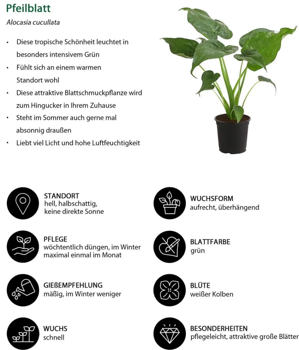 Dehner Calathea & Alocasia|Grünpflanzen > Pfeilblatt - Alocasia cucullata